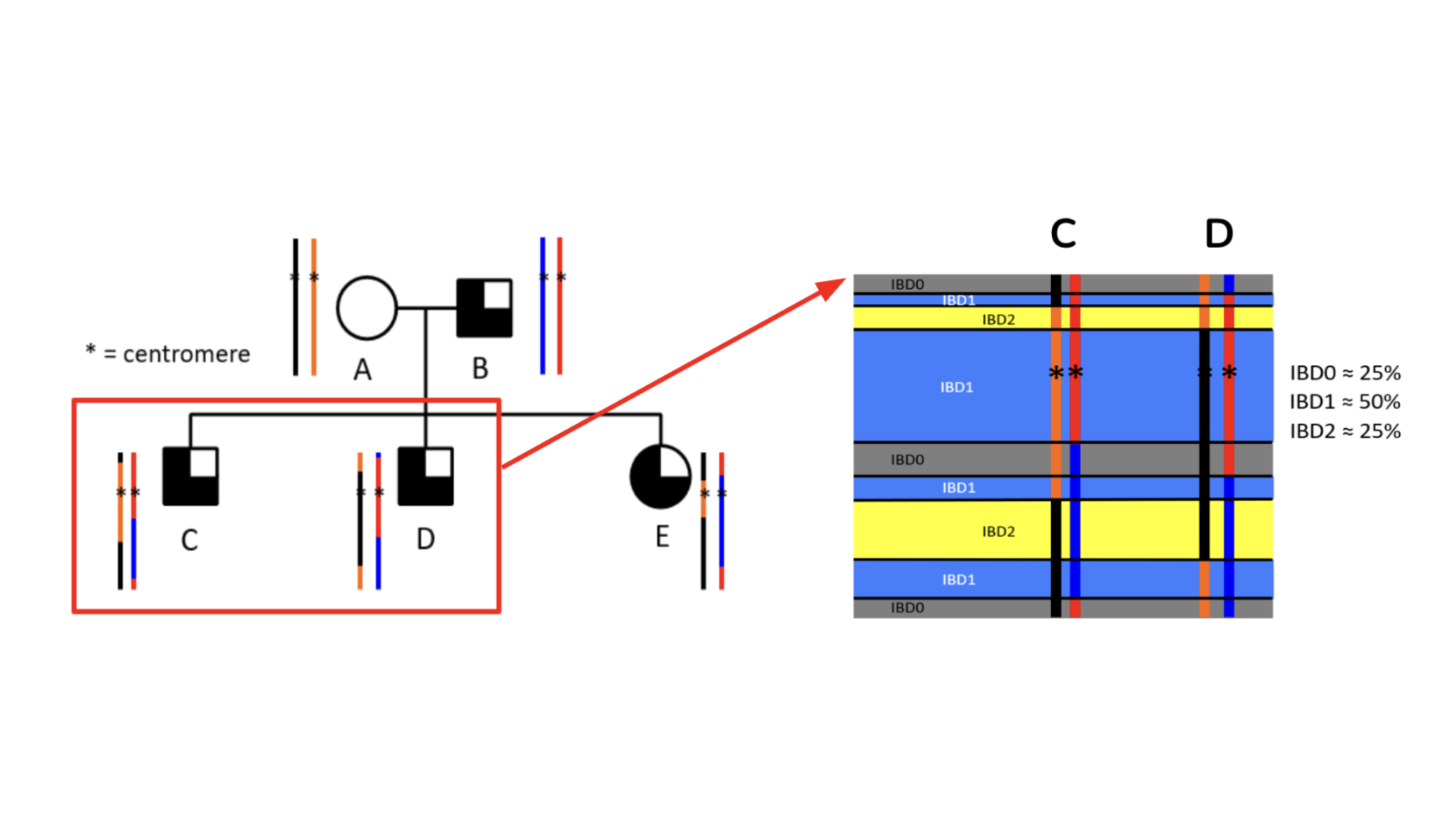 IBDMap visualization